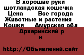 В хорошие руки шотландская кошечка › Цена ­ 7 - Все города Животные и растения » Кошки   . Амурская обл.,Архаринский р-н